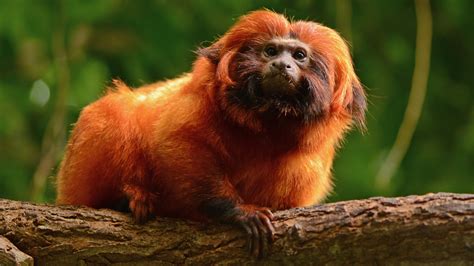 How the Golden Lion Tamarin Is Helping to Heal Brazil’s Rainforest ...