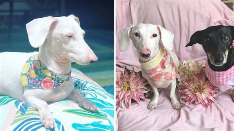 Rare albino dachshund becomes social media star | PetsRadar