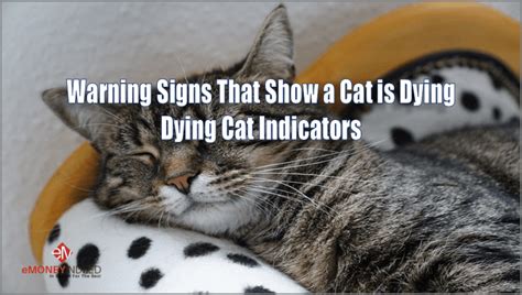 Warning Signs That Show a Cat is Dying: Dying Cat Indicators - EMI