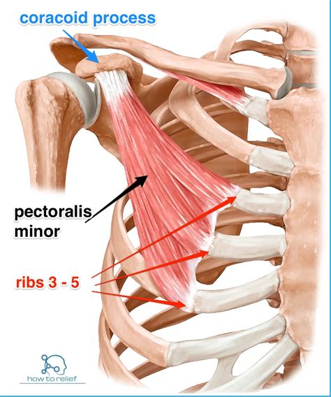 Pectoralis Minor: Origin, Insertion, Nerve Supply & Action » How To Relief