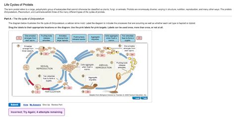 Solved The term protist refers to a large, polytheistic | Chegg.com