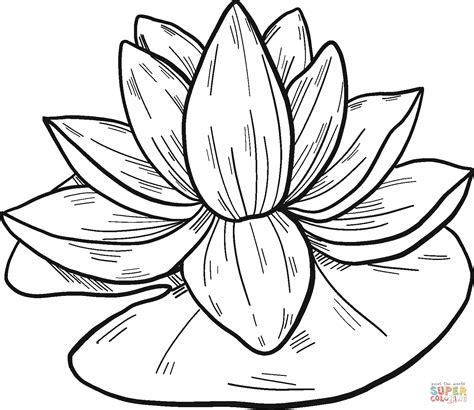 Water Lily coloring page | Free Printable Coloring Pages Water Lily ...