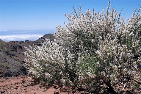 10 Endemic Canary Islands Plants - VillaGranCanaria