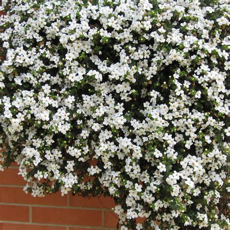 BACOPA WHITE Snowtopia Sutera cordata – Ferri Seeds