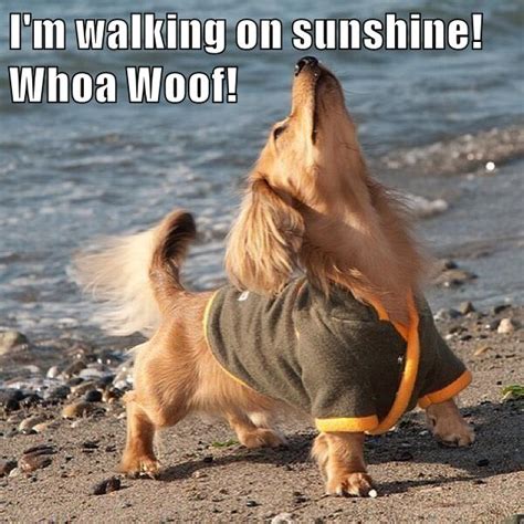 I'm walking on sunshine! Whoa Woof! - I Has A Hotdog - Dog Pictures ...