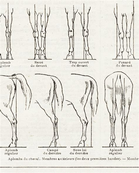 Large horse leg conformation poster. Vintage reprint from | Etsy