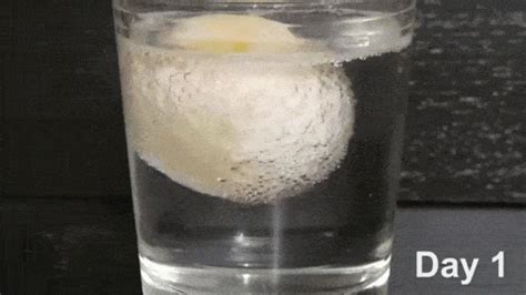 Science Experiment Gif Cartoon