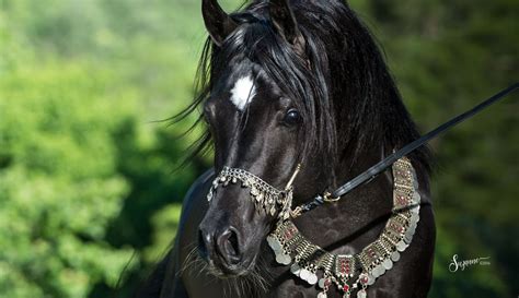 home - EQUINE PHOTOGRAPHY by SUZANNE, Inc. | Horses, Black arabian ...