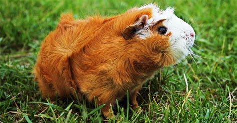 Abyssinian Guinea pig - A-Z Animals