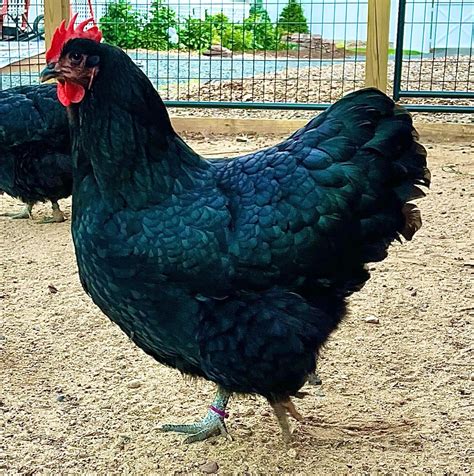 Australorp Chickens