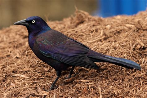 Common grackle - song / call / voice / sound.