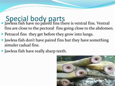 PPT - Jawless fish PowerPoint Presentation, free download - ID:2130947