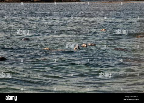 farne islands seals Stock Photo - Alamy