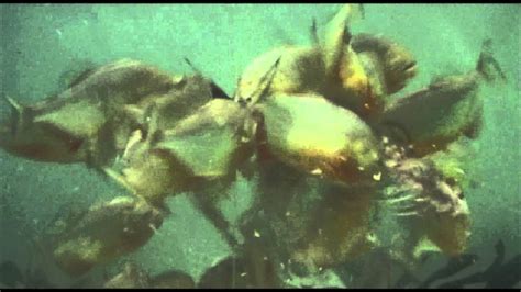 Piranha Feeding Frenzy - YouTube