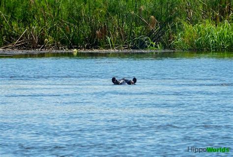 Hippopotamus Habitat | Hippoworlds