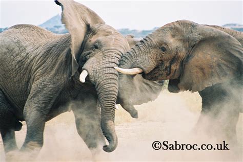 Elephants Fighting in Samburu, Kenya | Bull Elephant Tussle … | Flickr