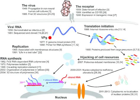 Replication cycle of poliovirus, annotated with references to key ...