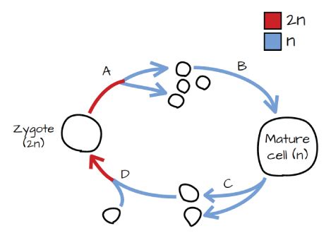 Solved Interpret this protist life cycle. Drag "True" or | Chegg.com