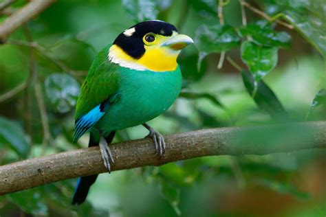 Birds of The World: BROADBILLs (Eurylaimidae)