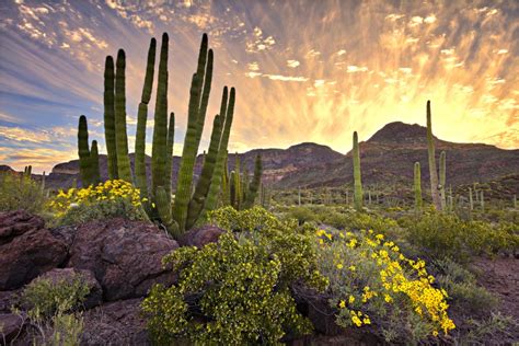 Organ Pipe Cactus National Monument