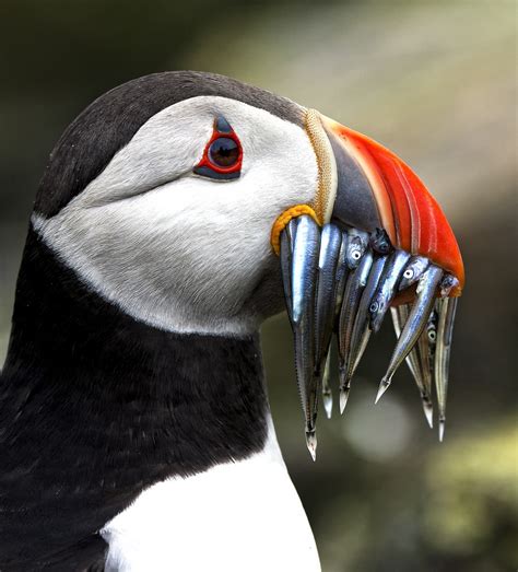 Interesting Photo of the Day: Concerned Puffin Eating a Mouthful of ...