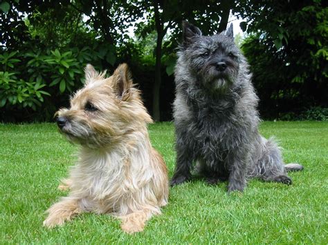 Cairn Terrier - Puppies, Rescue, Pictures, Information, Temperament ...