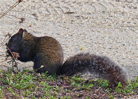 Yucatan Squirrel | Belize, February 2017 | john | Flickr