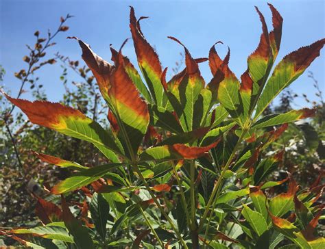 Heat Stress & Plants – Fort Collins Nursery