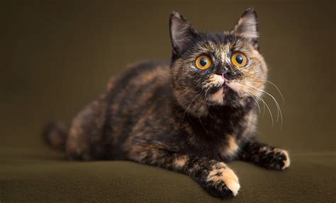 210 Terrific Tortoiseshell Cat Names - Unique, Cute And Fun Ideas