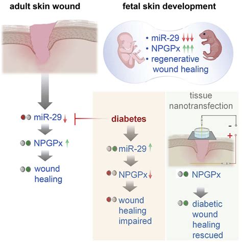 Driving adult tissue repair via re-engagement of a pathway required for ...