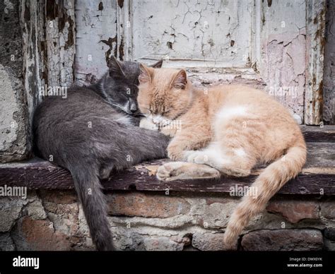 Horizontal photo of two street cats (one red and one gray) hugging ...