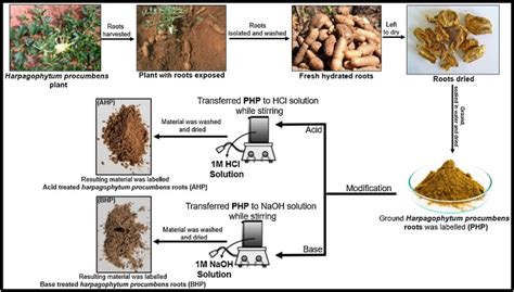 Harpagophytum Procumbens Plant - Harpagophytum Procumbens Devil S Claw ...