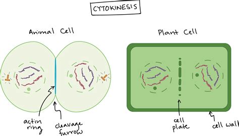 😂 What Are The Four Phases Of Mitosis. What Are The Four Phases Of 899