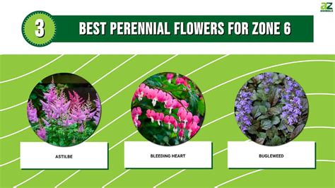 3 Best Perennial Flowers For Zone 6 - A-Z Animals