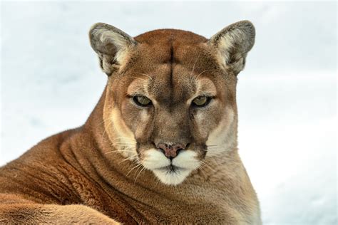 Puma cougar wallpaper | animals | Wallpaper Better