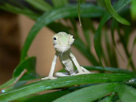 Baby Chameleon Care Guide – How To Raise Them Right – Chameleon School