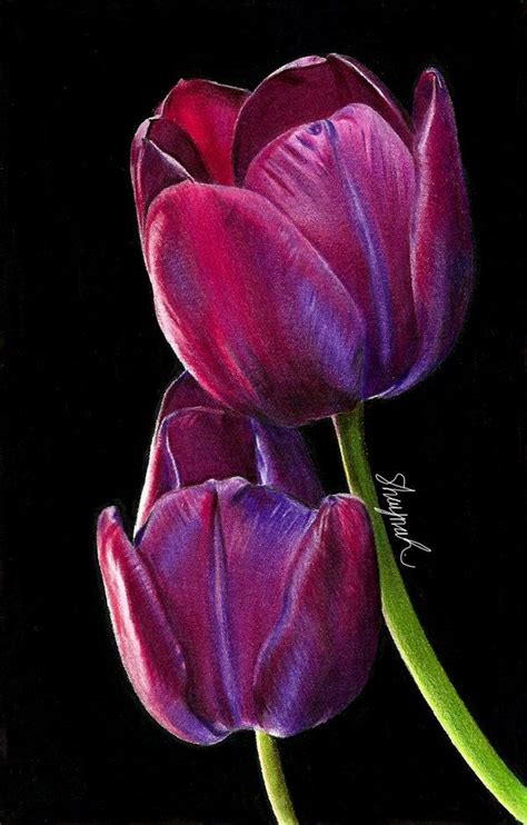 Tulips - Drawing by shaynaJreddick on DeviantArt | Tulip drawing, Plant ...