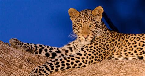 Leopard - Mammals - South Africa