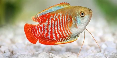 Dwarf Gourami Care: How to Keep Them Happy and Healthy