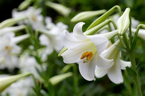 Lily Flowers - campestre.al.gov.br