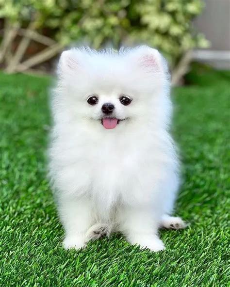 Tiny Pomeranian - How Much Do They Cost?