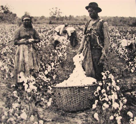 Slaves working in cotton fields Black History Facts, Black History ...