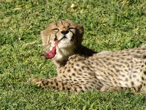 File:Baby Cheetah Eating Meat.JPG - Simple English Wikipedia, the free ...