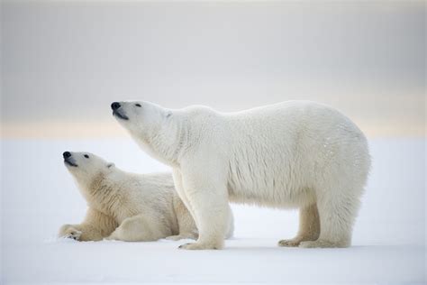 Polar bear - WWF Arctic