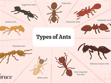 How Many Types Of Ants Are There - PestPhobia