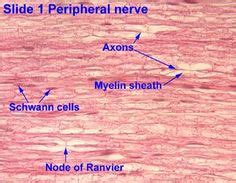 140 Histology - Nervous System ideas | nervous system, nervous, anatomy ...