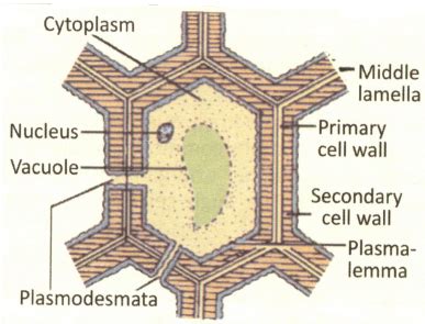 Draw and label the structure of the cell wall and cell membrane