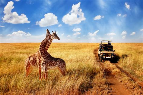 Serengeti National Park - ZENJ TOURS & SAFARI.