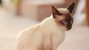 THAI CAT PERSONALITY AND BREED ( ALL YOU NEED TO KNOW) - DorkyCats