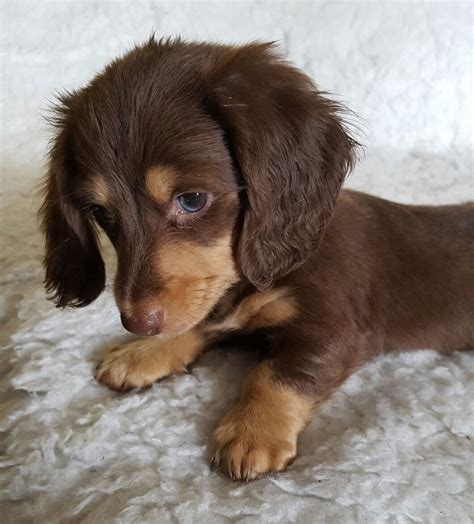 39+ Long Haired Dachshund Breeder Picture - Bleumoonproductions